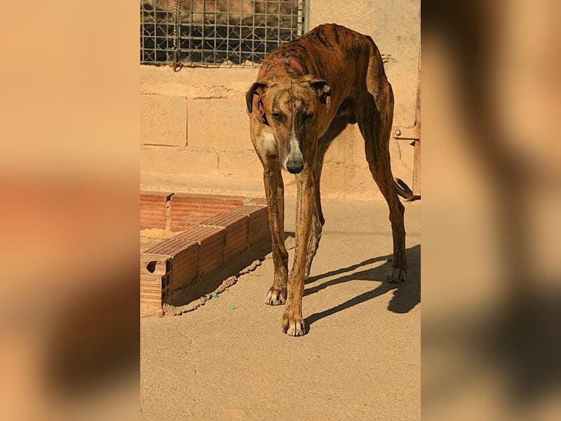 Wundervoller FITO-verspielt, menschschnfreundlich will endlich ein liebevolles Für-immer-Zuhause