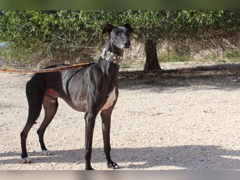 JACK- junger, beeindruckender Galgo sucht liebevolle Für-immer-Heimat