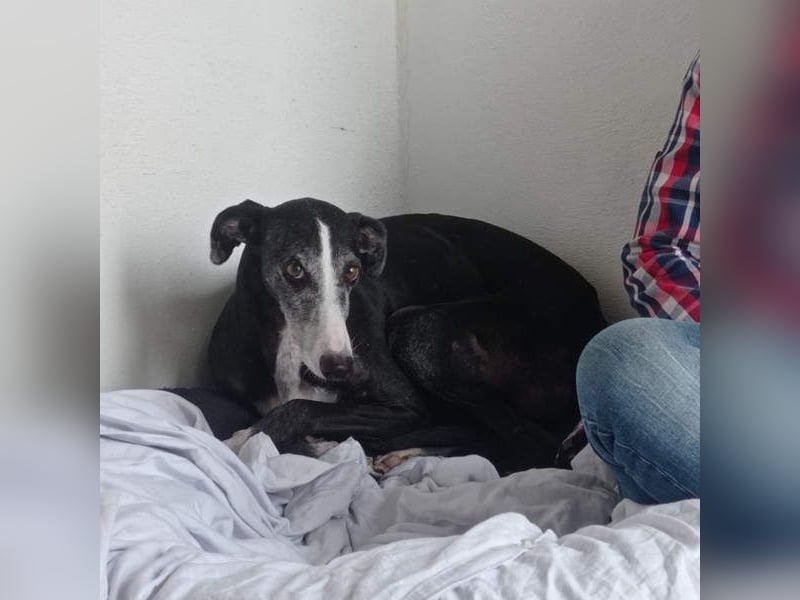 NAVARRA-schüchterne Galga auf der Suche nach Liebe und Geborgenheit