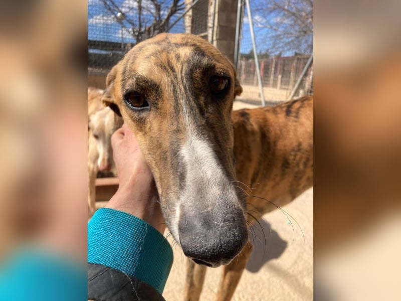 Wundervoller FITO-verspielt, menschschnfreundlich will endlich ein liebevolles Für-immer-Zuhause