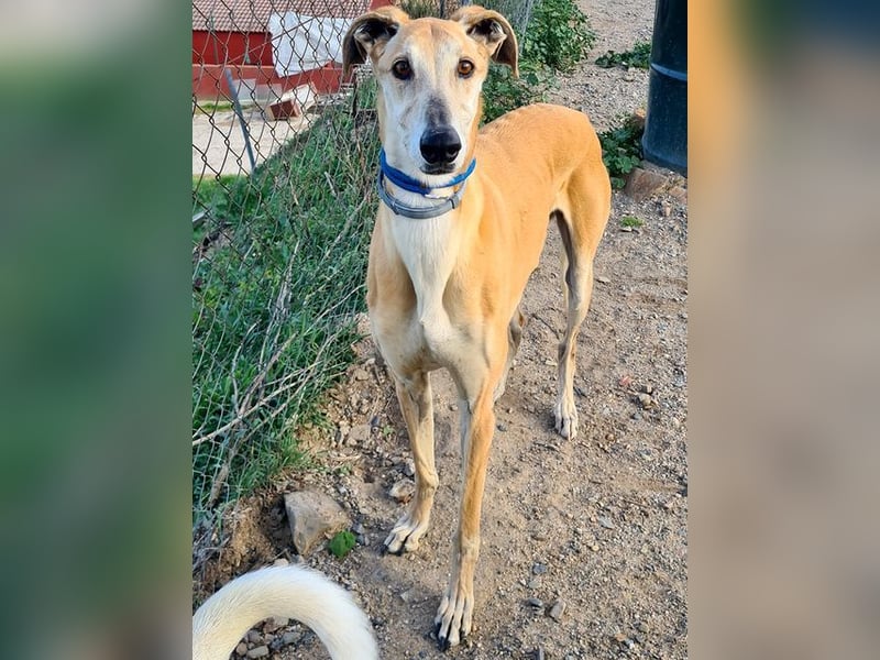 Traumgalgo CANUTO- hatte bisher eine tolle Familie, sucht leider ein neues Zuhause