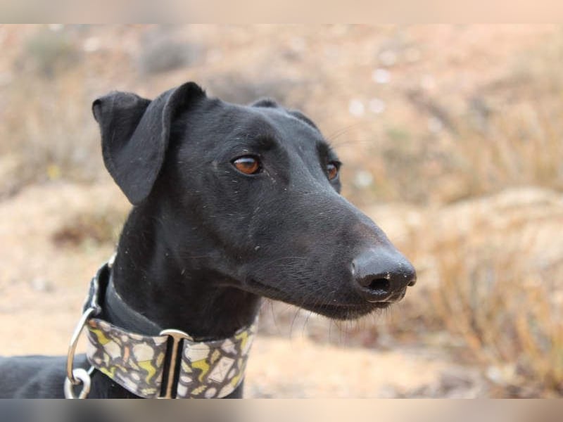 LUCERO-süsser, sanfter, lieber Galgo, offen, menschenbezogen sucht sein liebevolles Zuhause