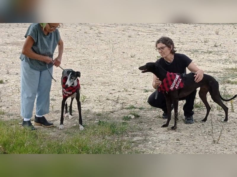 NAVARRA-schüchterne Galga auf der Suche nach Liebe und Geborgenheit