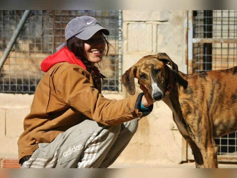 Wundervoller FITO-verspielt, menschschnfreundlich will endlich ein liebevolles Für-immer-Zuhause