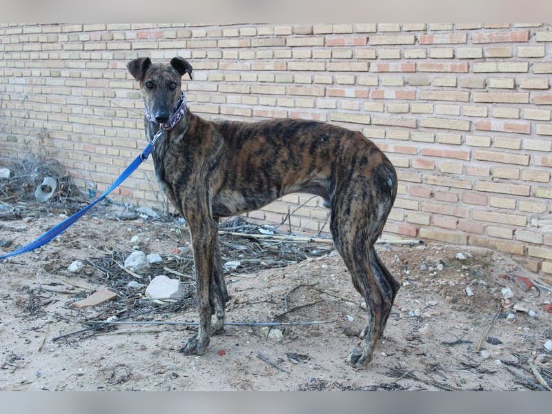 ESTEBAN-sozialer, angenehmer Hundepartner sucht sehnsüchtig liebevolles Zuhause