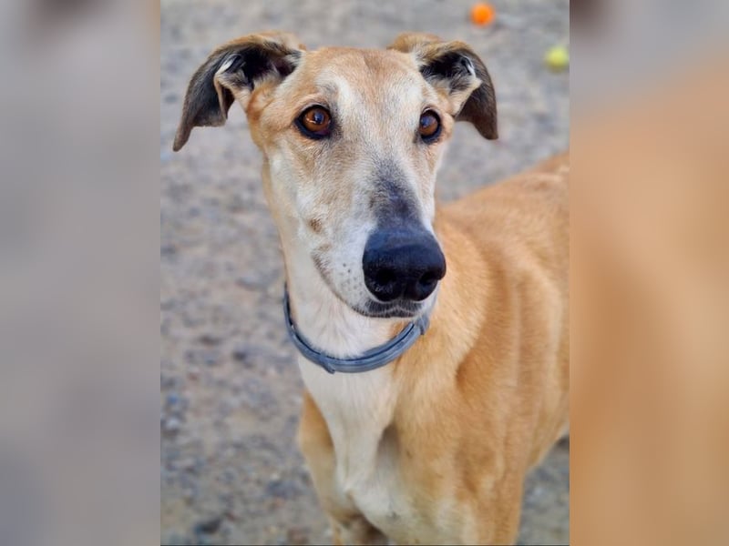 Traumgalgo CANUTO- hatte bisher eine tolle Familie, sucht leider ein neues Zuhause