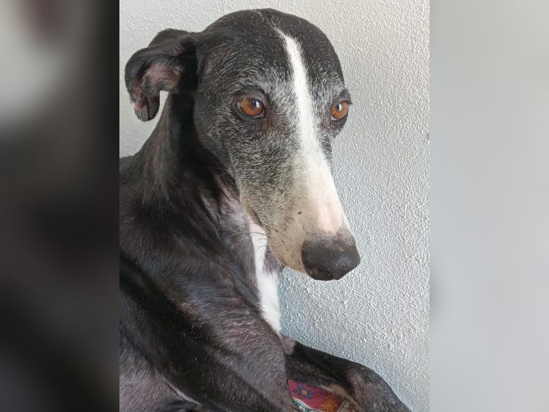 NAVARRA-schüchterne Galga auf der Suche nach Liebe und Geborgenheit