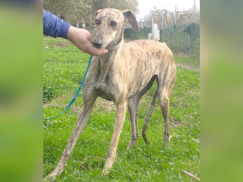 Süße CARIOCA-wartet sehnsüchtig auf ihr liebevolles Für-immer-Zuhause