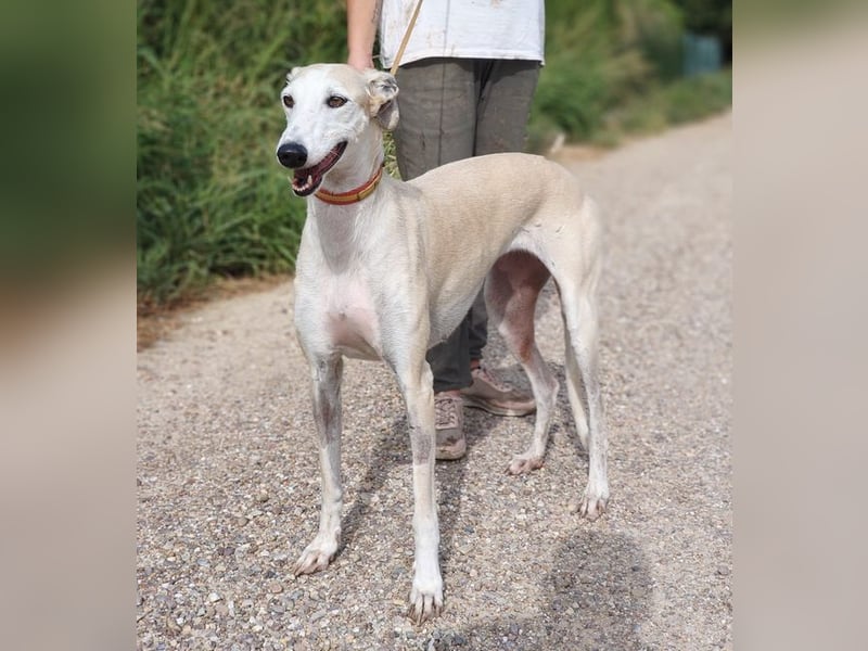 NALA - will in einer liebevollen Familie aufblühen