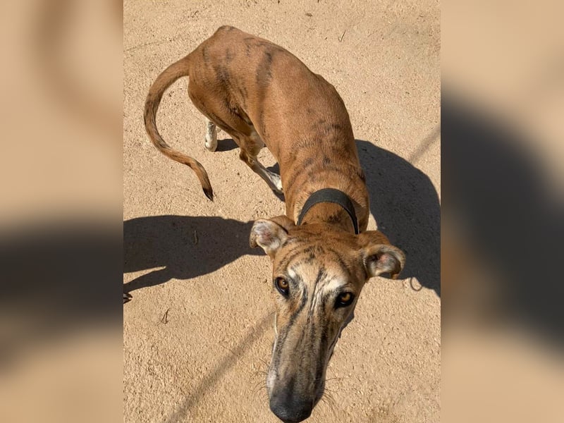 TIGER-sanfter Galgo, voller Lebensfreude und Energie, aber auch mit ruhiger Seite, verschmust, sanft