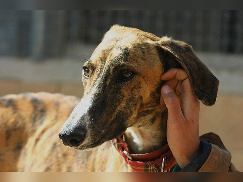 Wundervoller FITO-verspielt, menschschnfreundlich will endlich ein liebevolles Für-immer-Zuhause