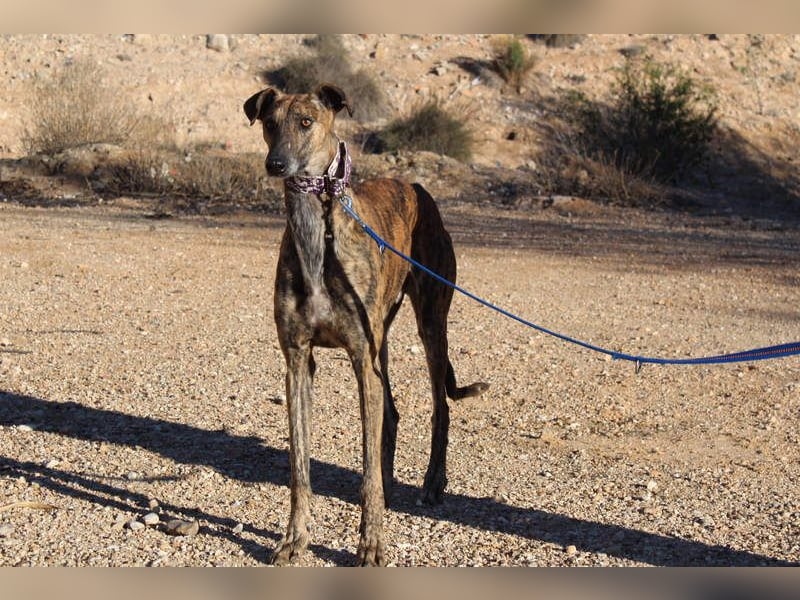 ESTEBAN-sozialer, angenehmer Hundepartner sucht sehnsüchtig liebevolles Zuhause
