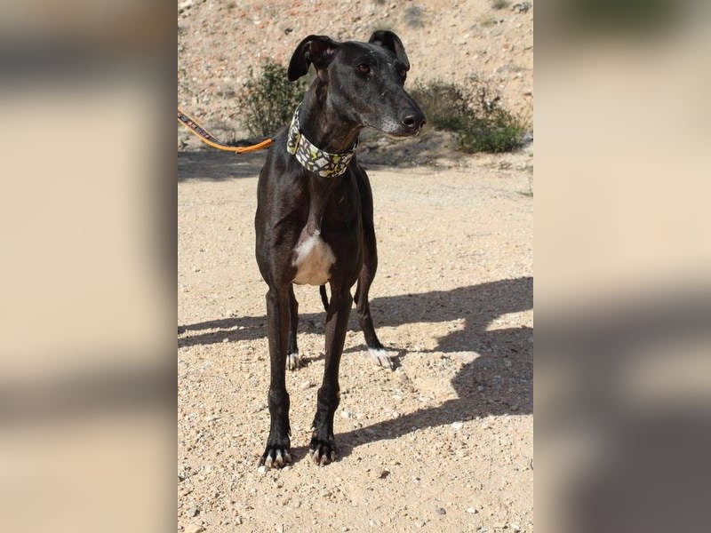JACK- junger, beeindruckender Galgo sucht liebevolle Für-immer-Heimat