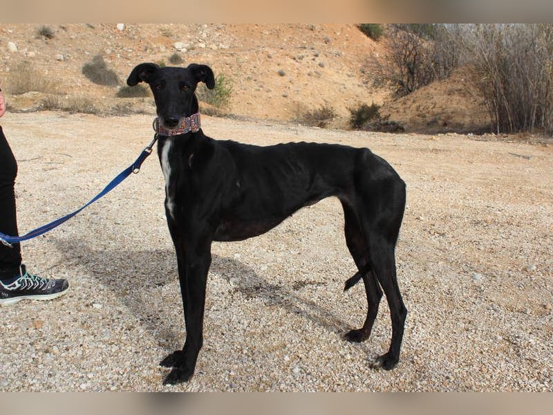 Wunderschöne ALEGRA- sensible, feinfühlige, sanfte Hundeseele sucht schönes Zuhause