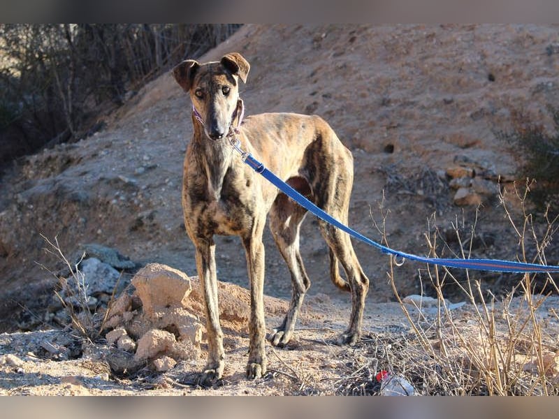 ESTEBAN-sozialer, angenehmer Hundepartner sucht sehnsüchtig liebevolles Zuhause