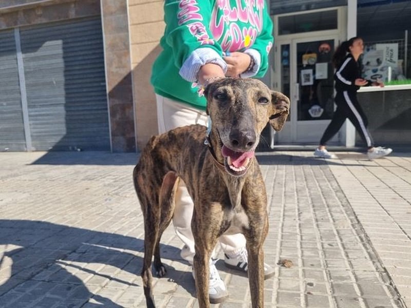 SAKIRA- ist super gesellig, hat immer gute Laune, ist sehr anhänglich.ihr fehlt nur Zuhause