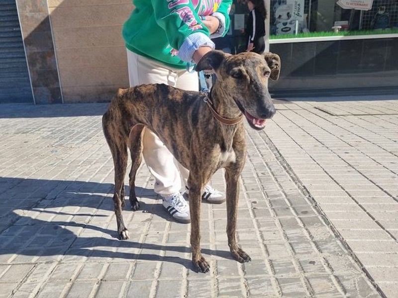 SAKIRA- ist super gesellig, hat immer gute Laune, ist sehr anhänglich.ihr fehlt nur Zuhause