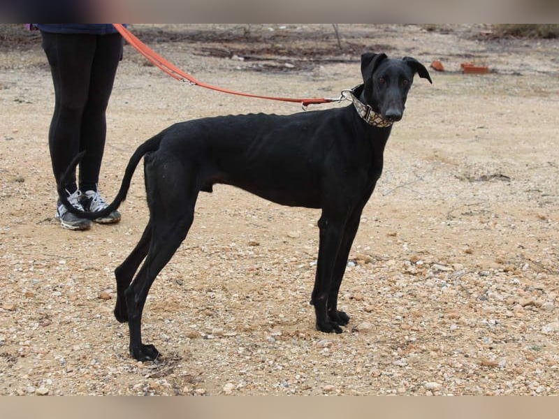 LUCERO-süsser, sanfter, lieber Galgo, offen, menschenbezogen sucht sein liebevolles Zuhause