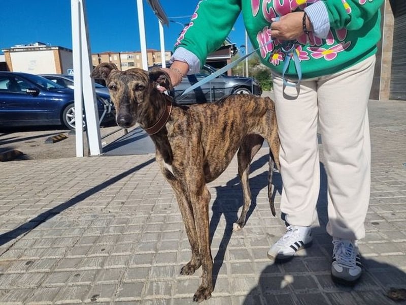 SAKIRA- ist super gesellig, hat immer gute Laune, ist sehr anhänglich.ihr fehlt nur Zuhause