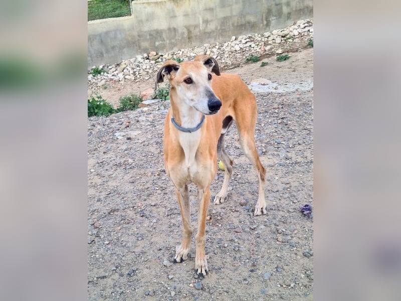 Traumgalgo CANUTO- hatte bisher eine tolle Familie, sucht leider ein neues Zuhause