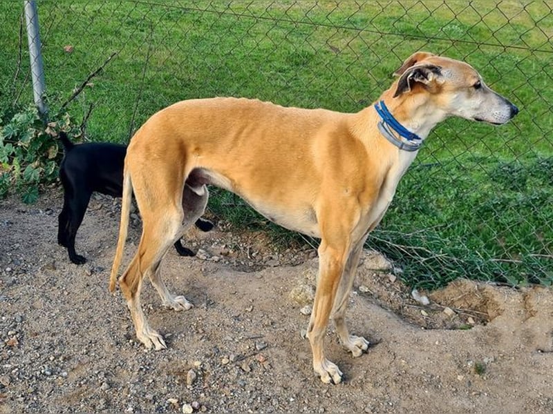 Traumgalgo CANUTO- hatte bisher eine tolle Familie, sucht leider ein neues Zuhause