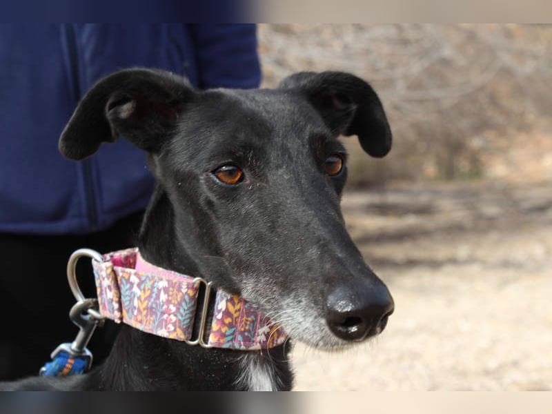 Wunderschöne ALEGRA- sensible, feinfühlige, sanfte Hundeseele sucht schönes Zuhause