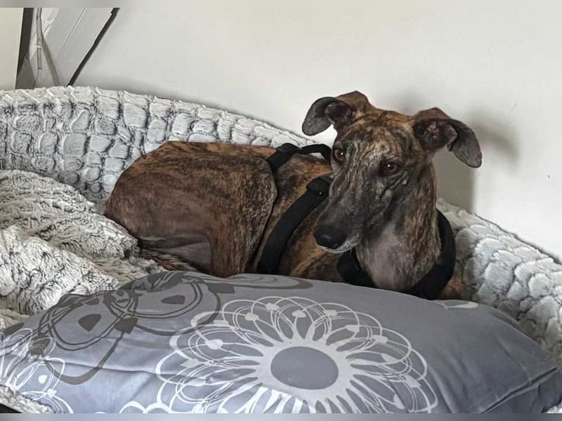 Alam wartet in 5210 Windisch, Schweiz auf dich