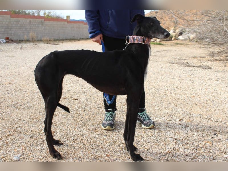 Wunderschöne ALEGRA- sensible, feinfühlige, sanfte Hundeseele sucht schönes Zuhause