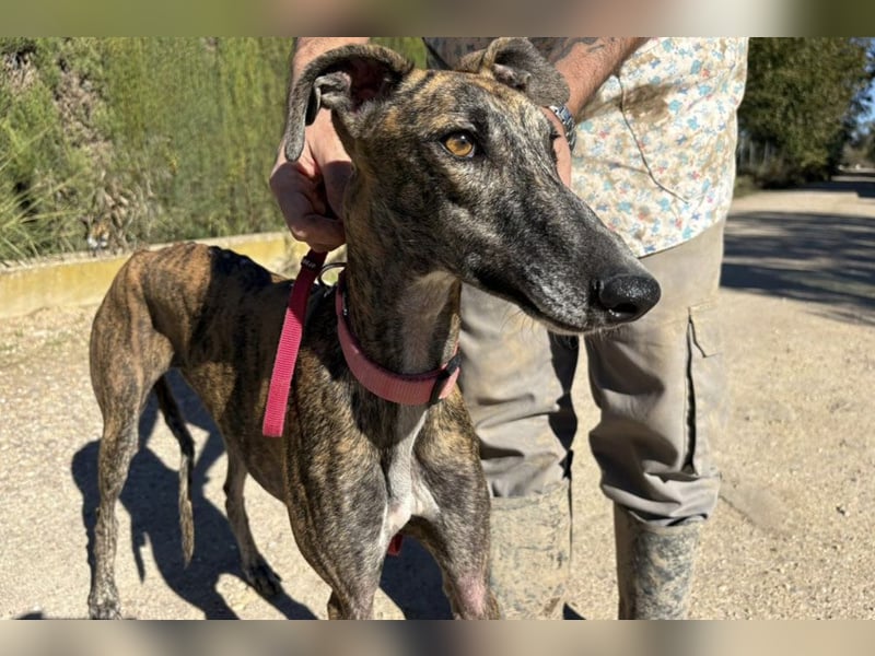 Alam wartet in 5210 Windisch, Schweiz auf dich