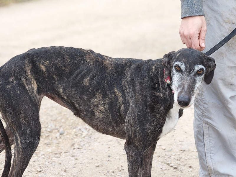 Zauberhafte LARA- sanft, überaus zutraullich erobert sie alle Herzen. Auch deines?
