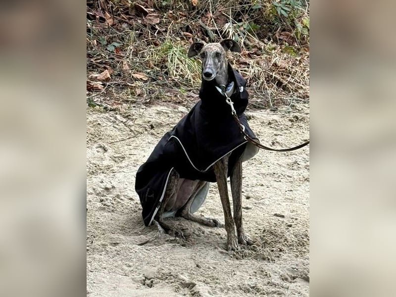 Alam wartet in 5210 Windisch, Schweiz auf dich