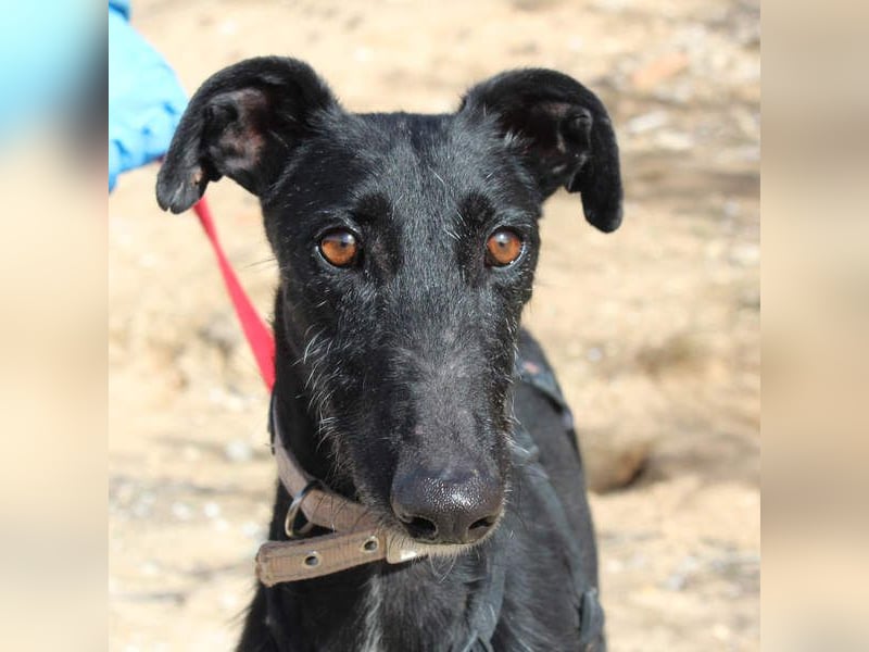 Wunderschöne MULATA-freundlich, ausgeglichen, menschenbezogen sucht ihre liebevolle Heimat