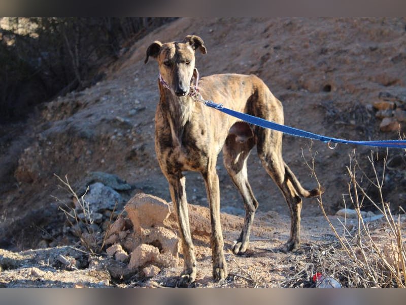 ESTEBAN-sozialer, angenehmer Hundepartner sucht sehnsüchtig liebevolles Zuhause