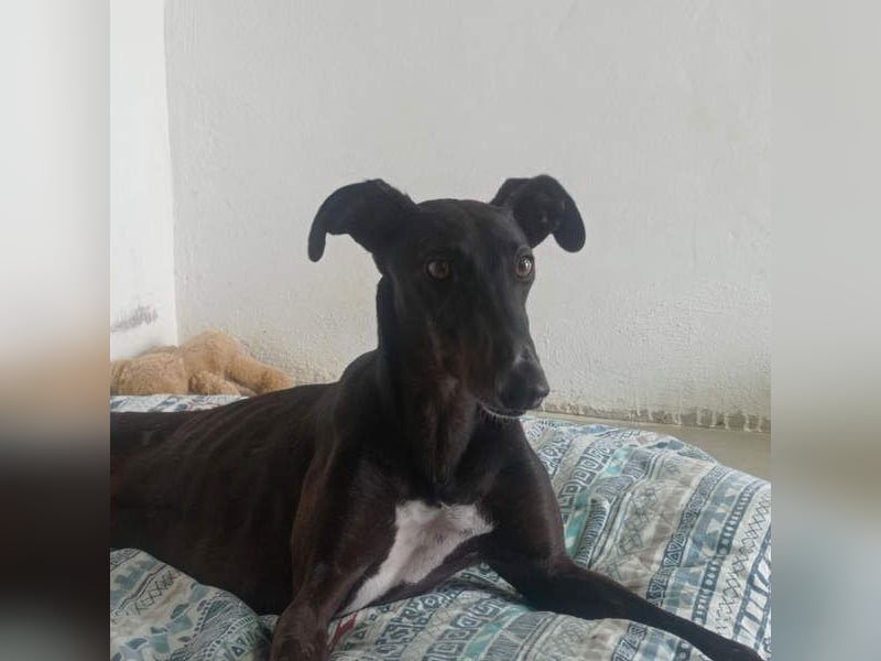 RASMIA-Lebensfreude pur sucht liebevolles, aktives Für-immer-Zuhause