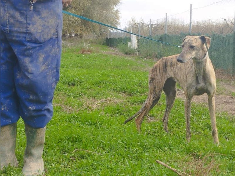 Süße CARIOCA-wartet sehnsüchtig auf ihr liebevolles Für-immer-Zuhause