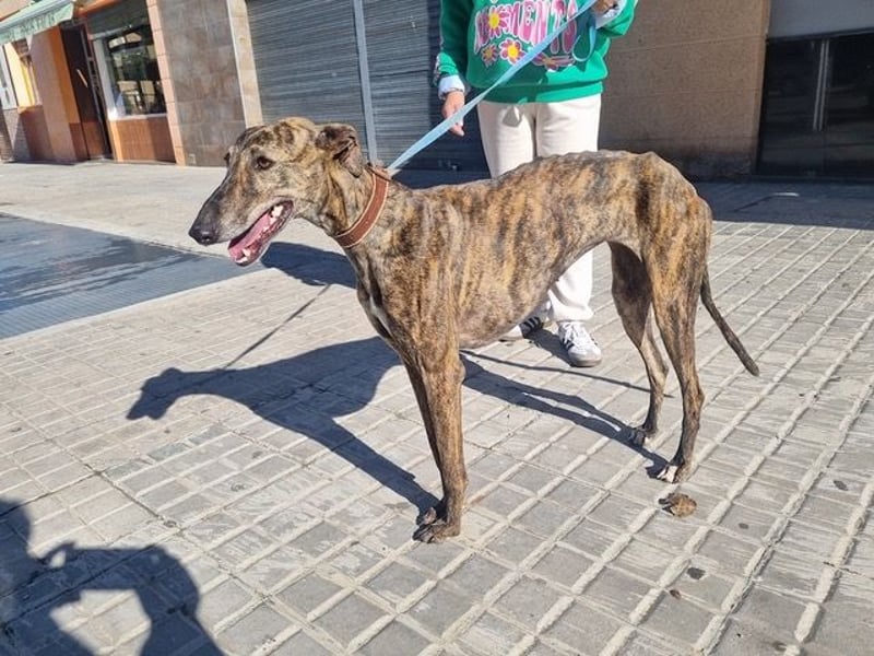 SAKIRA- ist super gesellig, hat immer gute Laune, ist sehr anhänglich.ihr fehlt nur Zuhause