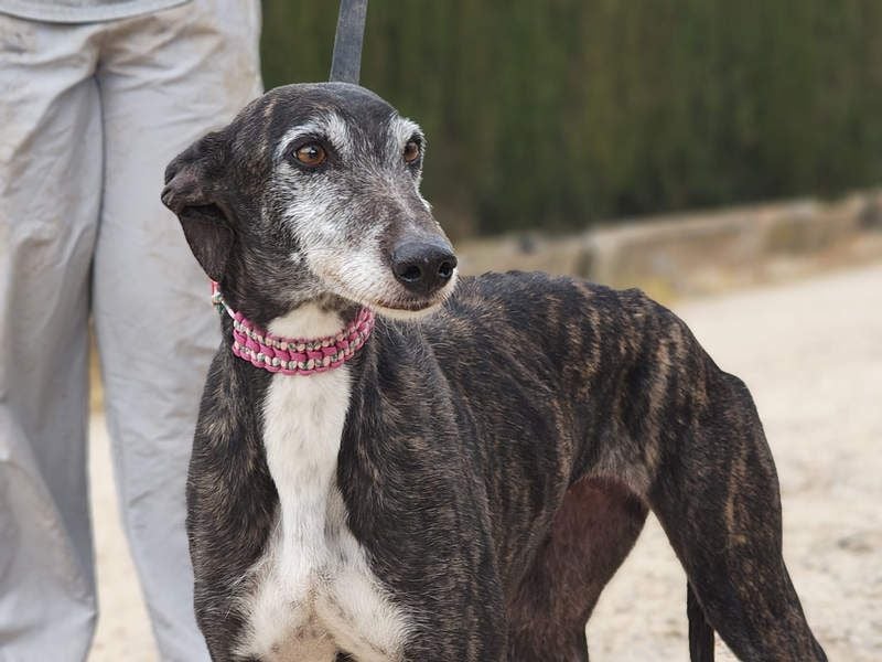 Zauberhafte LARA- sanft, überaus zutraullich erobert sie alle Herzen. Auch deines?