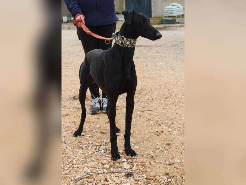 LUCERO-süsser, sanfter, lieber Galgo, offen, menschenbezogen sucht sein liebevolles Zuhause