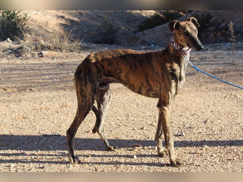 ESTEBAN-sozialer, angenehmer Hundepartner sucht sehnsüchtig liebevolles Zuhause