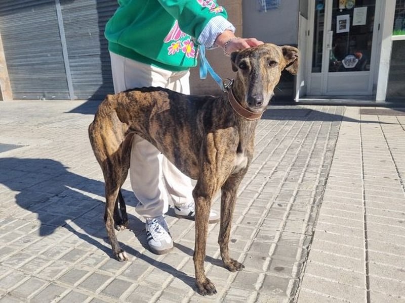 SAKIRA- ist super gesellig, hat immer gute Laune, ist sehr anhänglich.ihr fehlt nur Zuhause