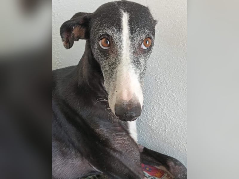 NAVARRA-schüchterne Galga auf der Suche nach Liebe und Geborgenheit