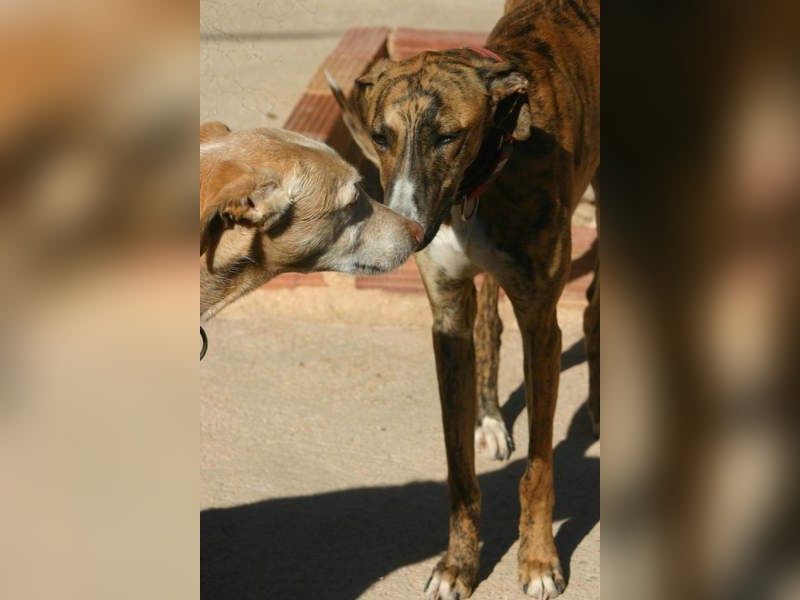 Wundervoller FITO-verspielt, menschschnfreundlich will endlich ein liebevolles Für-immer-Zuhause