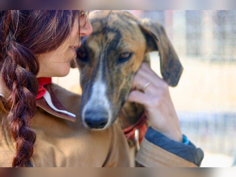 Wundervoller FITO-verspielt, menschschnfreundlich will endlich ein liebevolles Für-immer-Zuhause