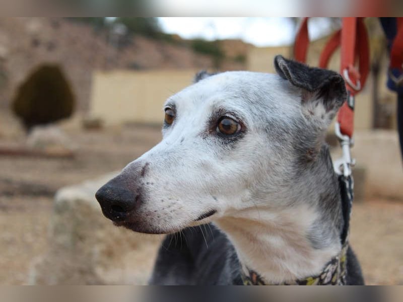 Wunderschöne PRIMERA-sanft, menschenbezogen, sozial, ruhig, angenehm wartet auf ihre 2. Chance