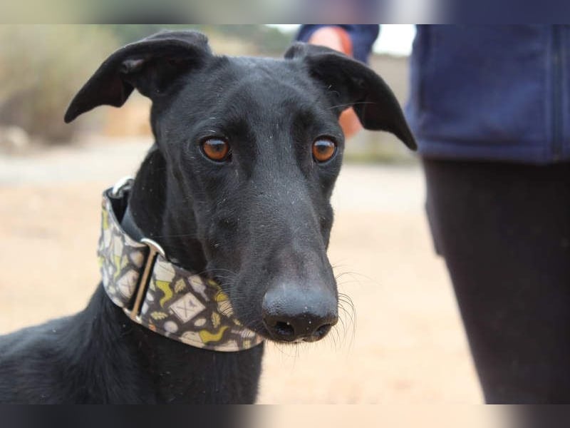 LUCERO-süsser, sanfter, lieber Galgo, offen, menschenbezogen sucht sein liebevolles Zuhause