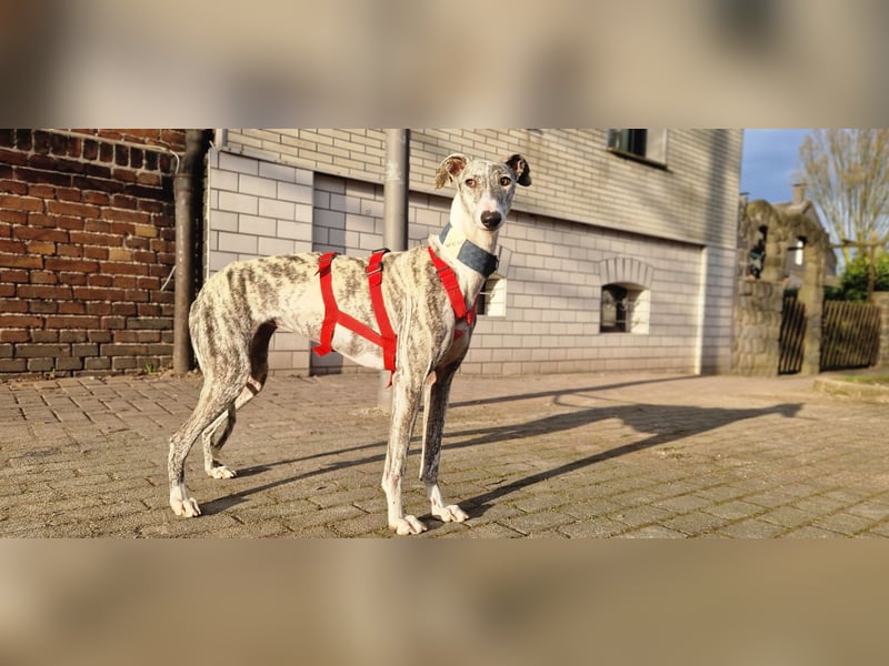 Selena wartet in 44579 Castrop-Rauxel