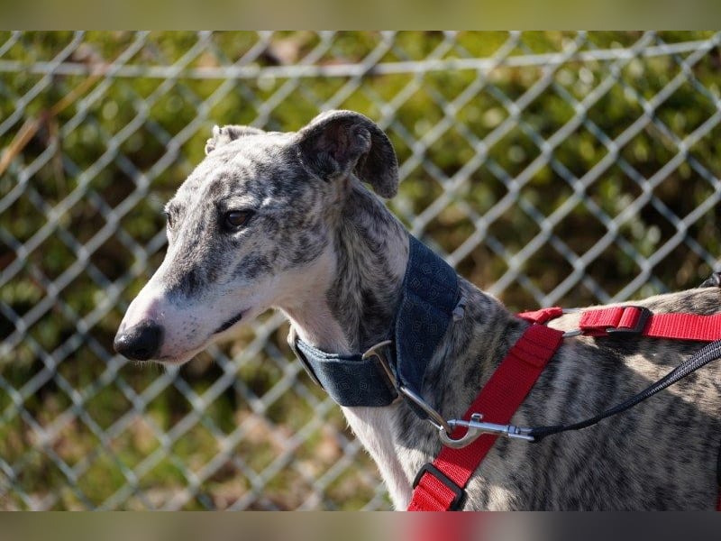 Selena wartet in 44579 Castrop-Rauxel