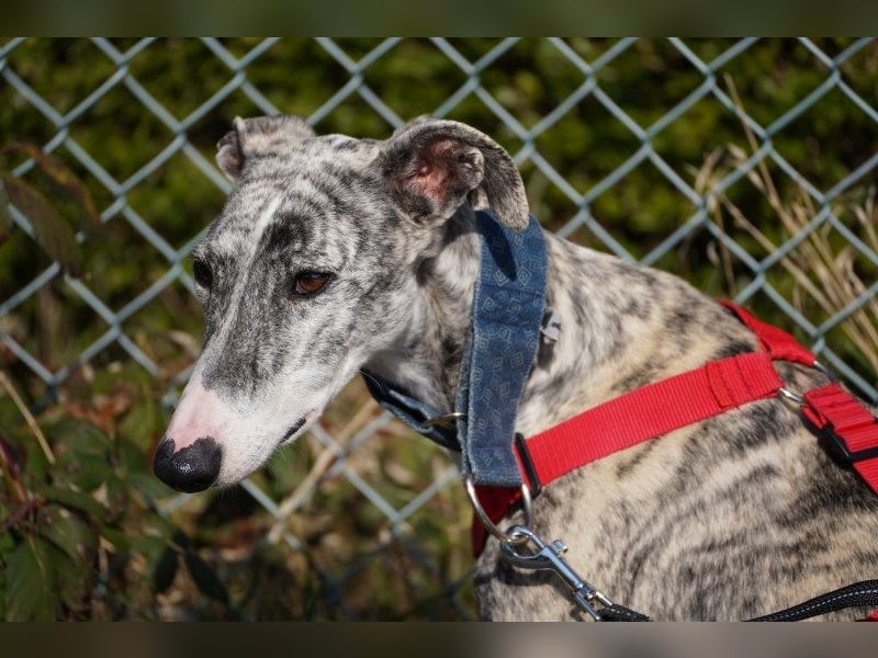 Selena wartet in 44579 Castrop-Rauxel