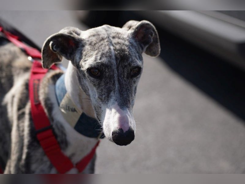 Selena wartet in 44579 Castrop-Rauxel