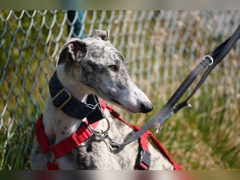 Selena wartet in 44579 Castrop-Rauxel